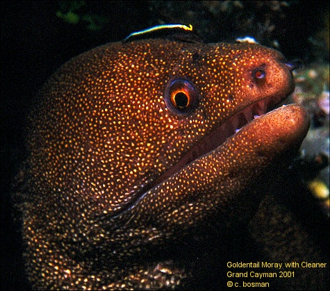 Moray