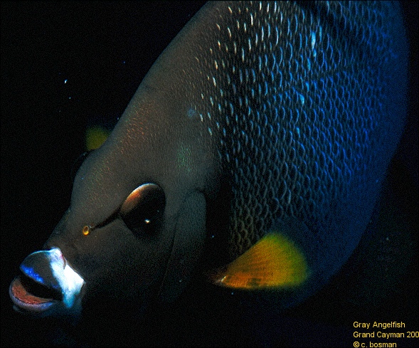 Gray Angelfish