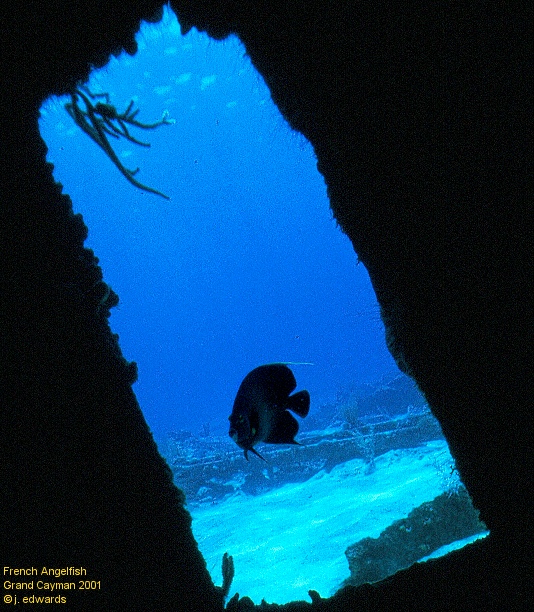 Angelfish Offkilter