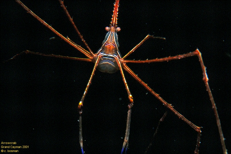 arrowcrab