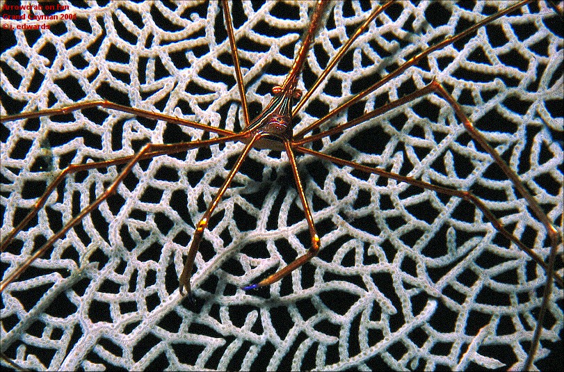 Arrowcrab