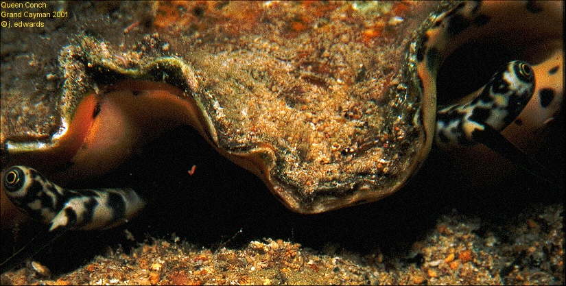 Conch Eyes