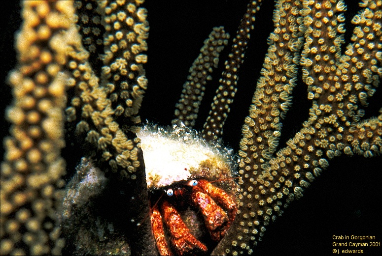 Crab in gorgonian