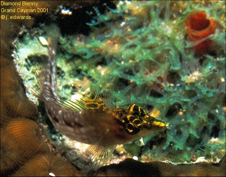 Diamond blenny