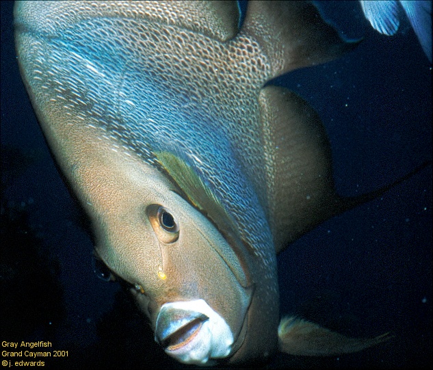Gray Angelfish