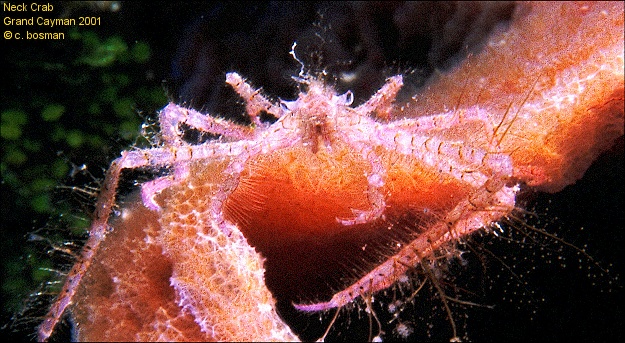 neckcrab