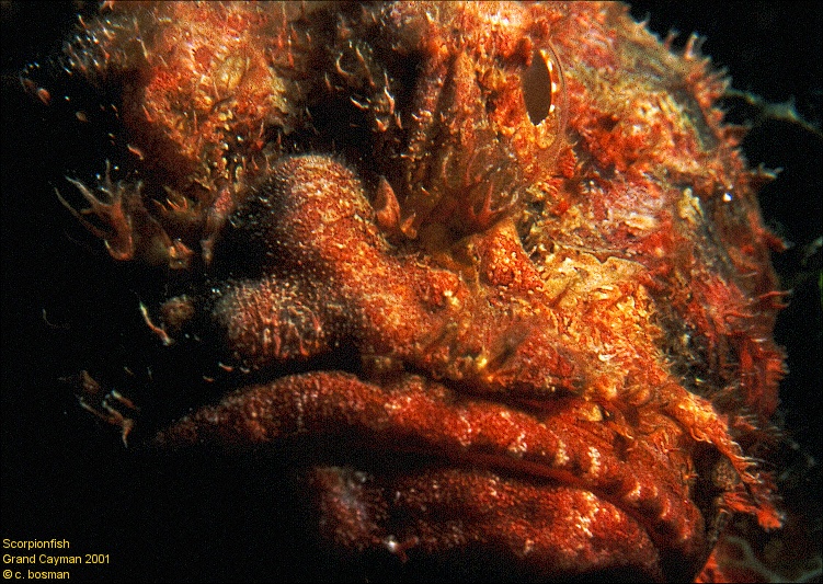 scorpionfish