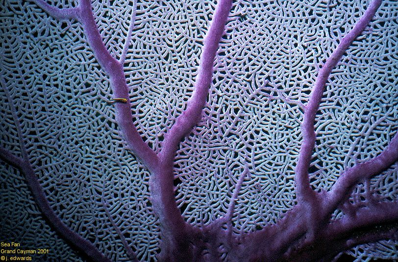 seafan