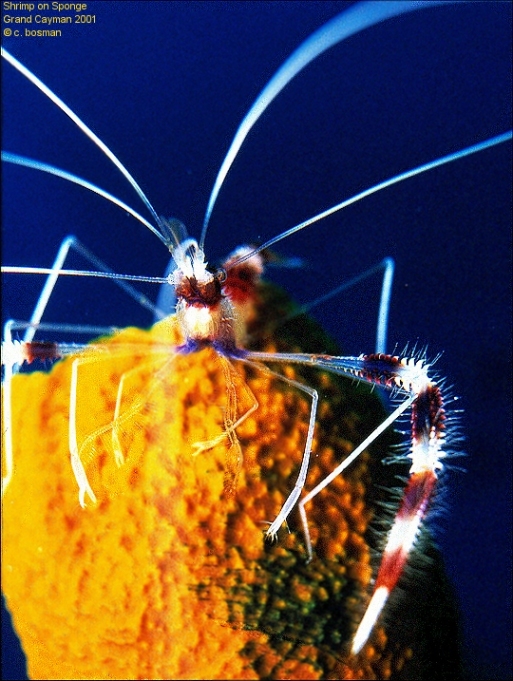 shrimp