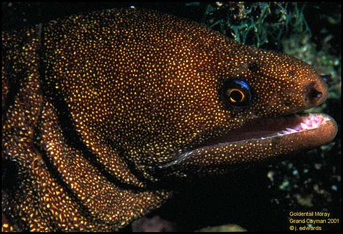 moray