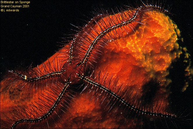 Brittlestar