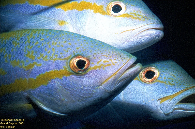 Yellowtails